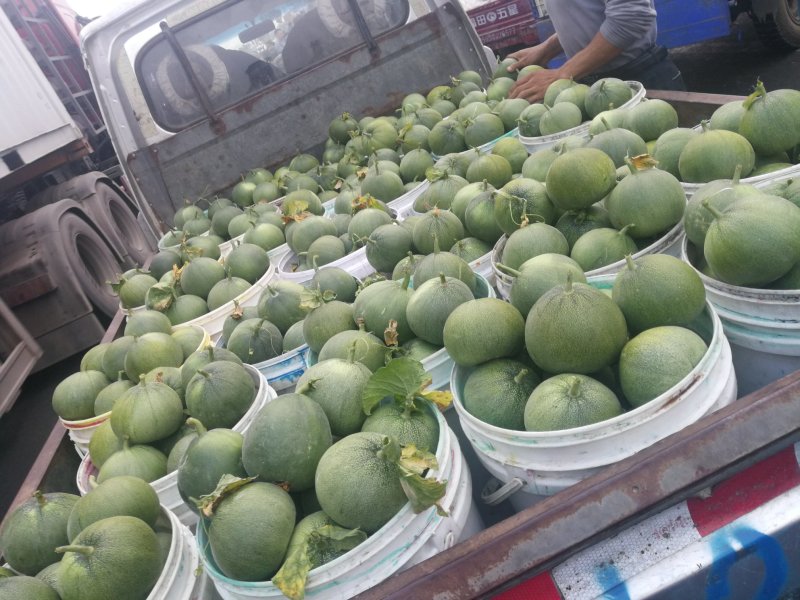 甜瓜品种的所有单品欢迎新朋友来电咨询