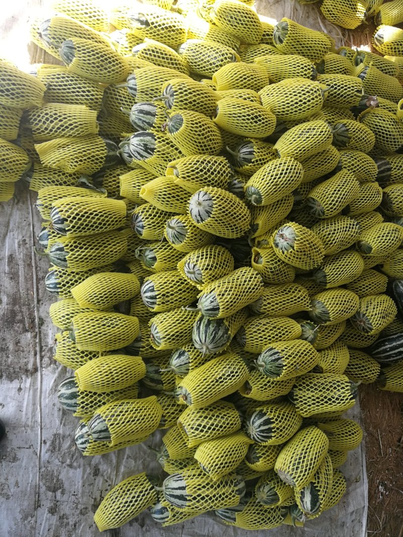 甜瓜品种的所有单品欢迎新朋友来电咨询