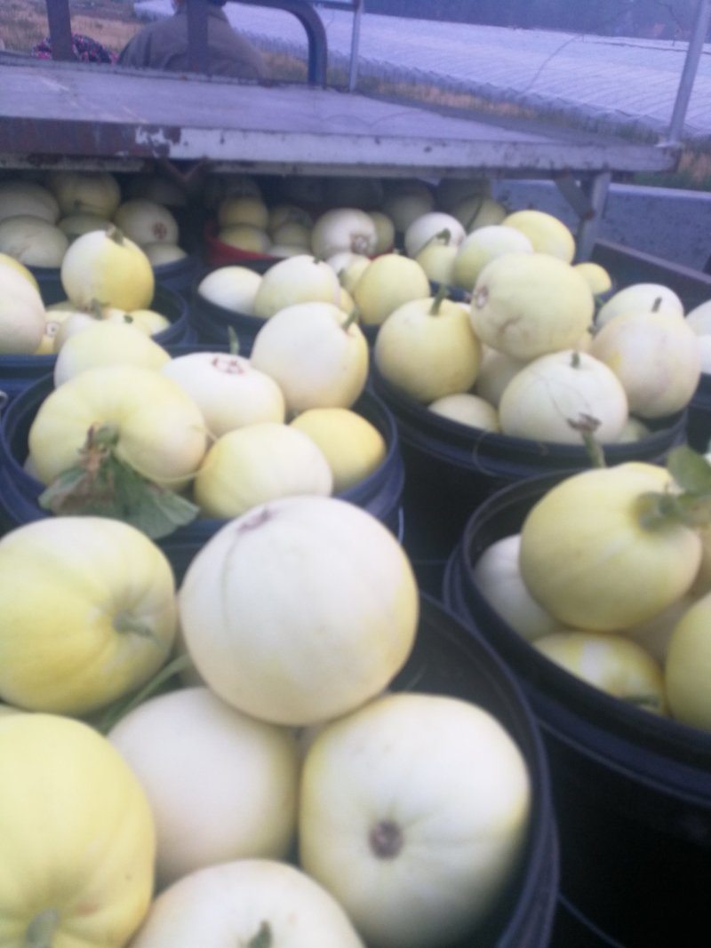 甜瓜品种的所有单品欢迎新朋友来电咨询