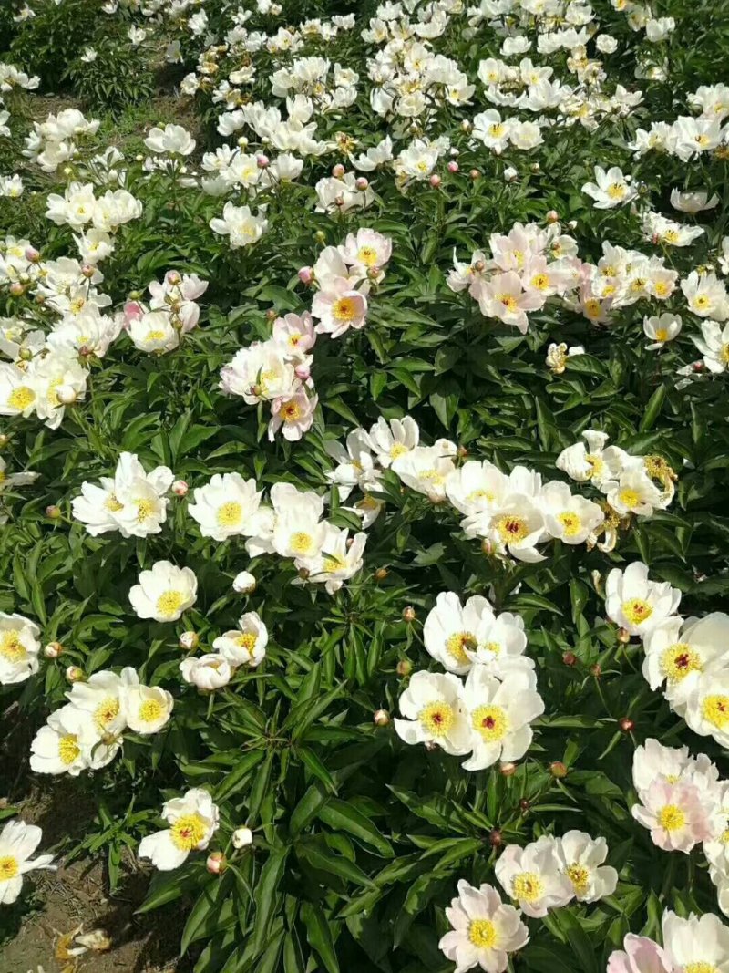 白花芍药籽