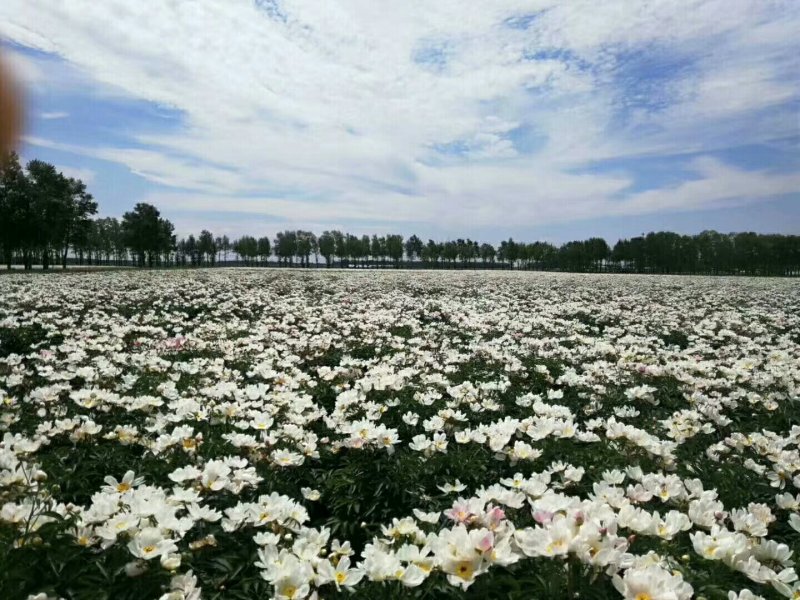 白花芍药籽
