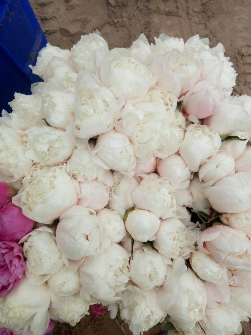 观赏芍药