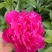 观赏芍药