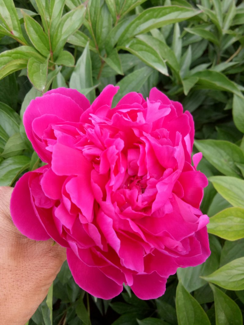 观赏芍药