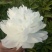 观赏芍药