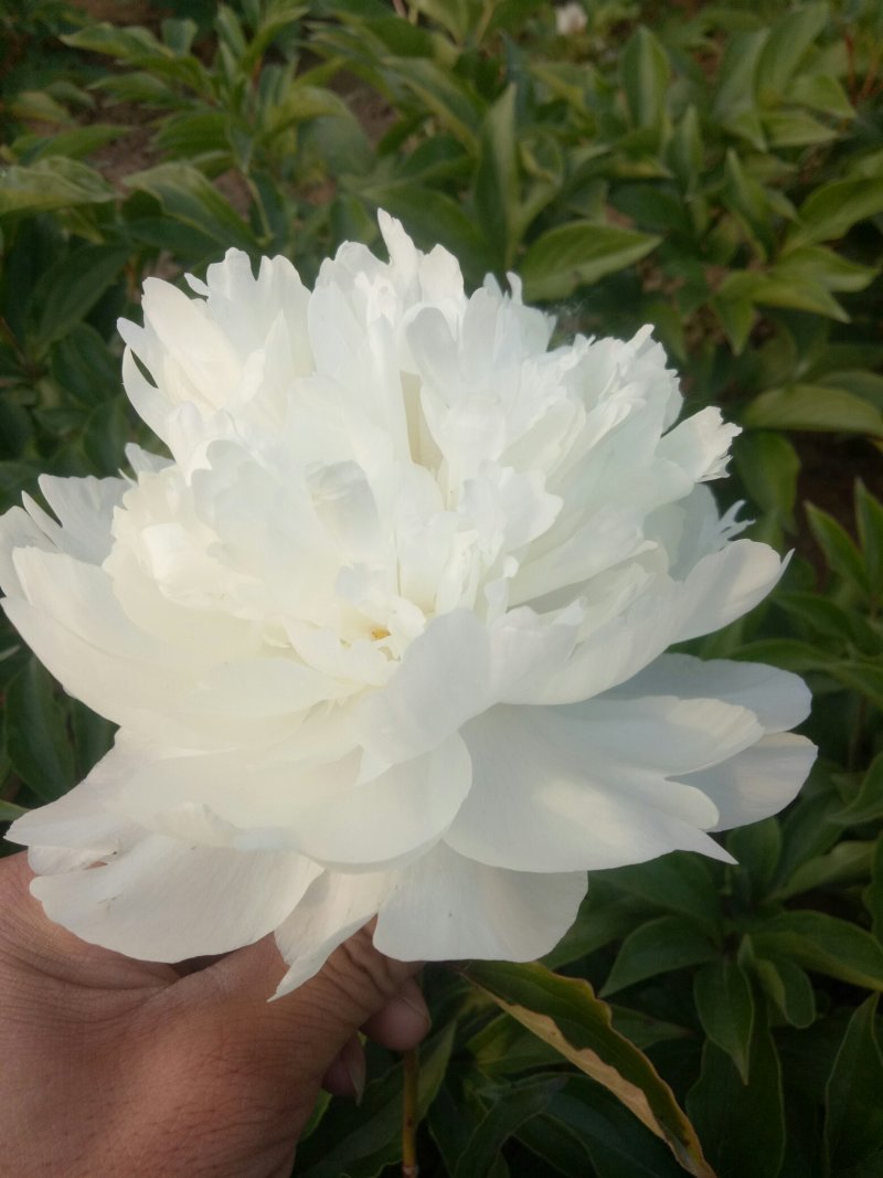 观赏芍药