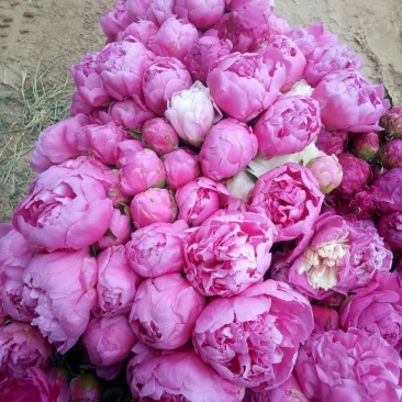 观赏芍药