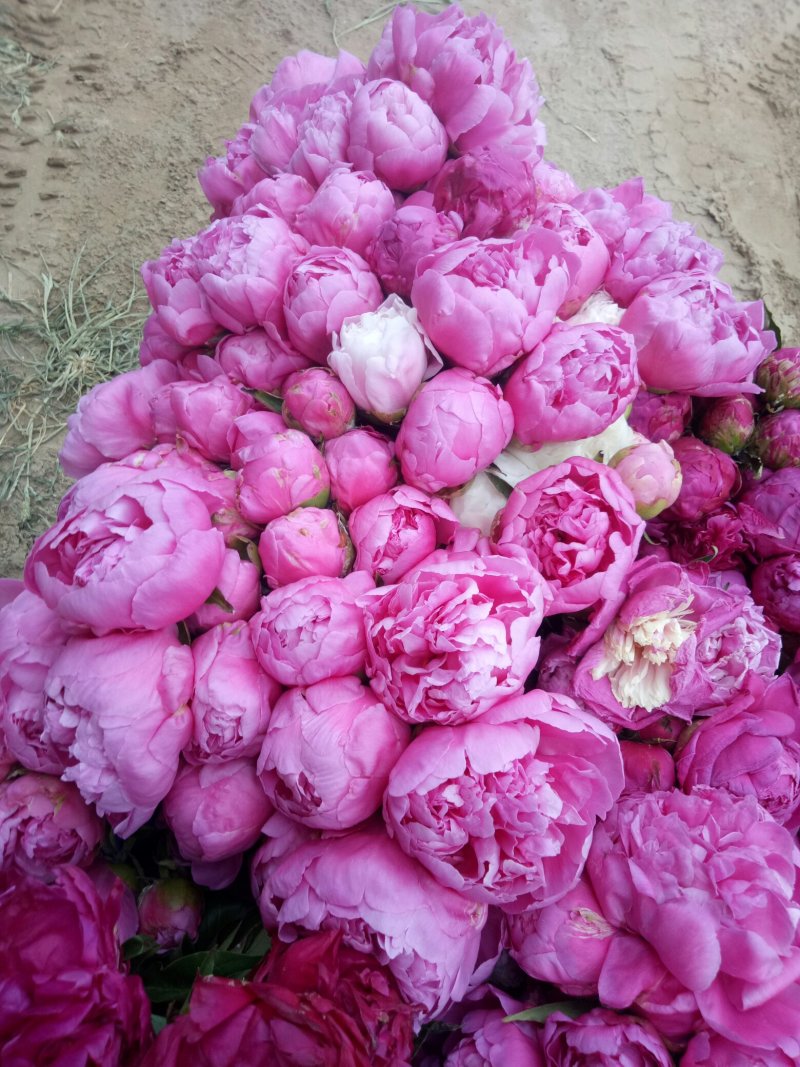 观赏芍药