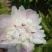 观赏芍药