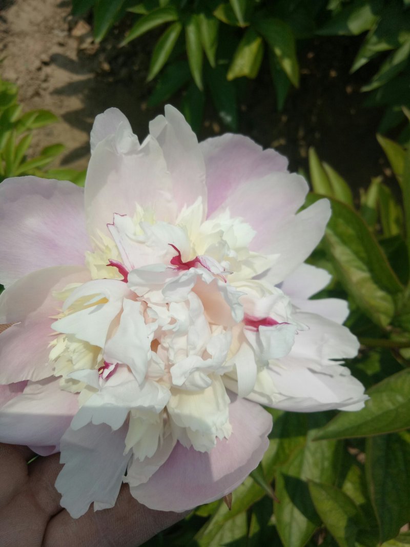 观赏芍药