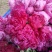 观赏芍药