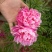 观赏芍药