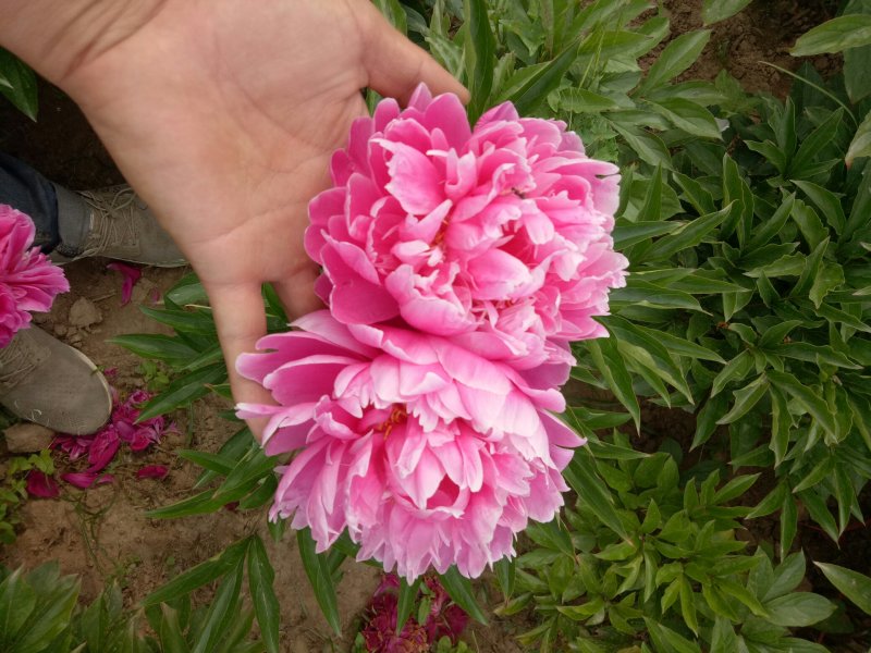 观赏芍药