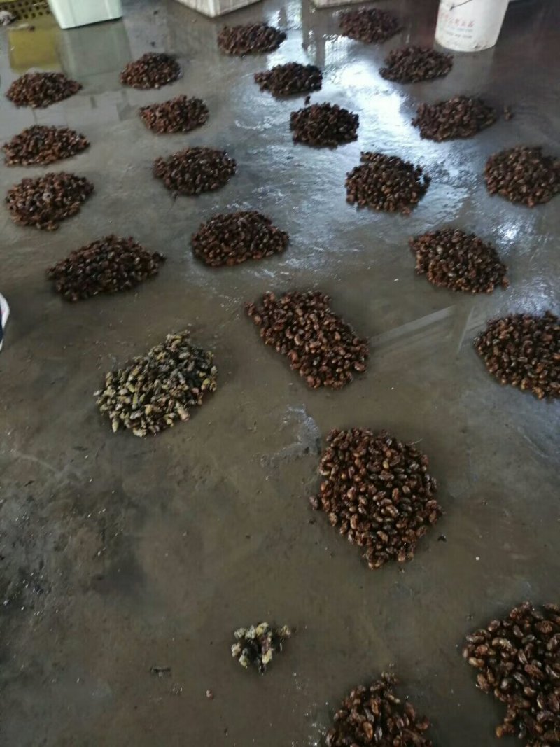 鲜活金蝉白蝉瓶装一瓶45只生冻，支持一件代发。