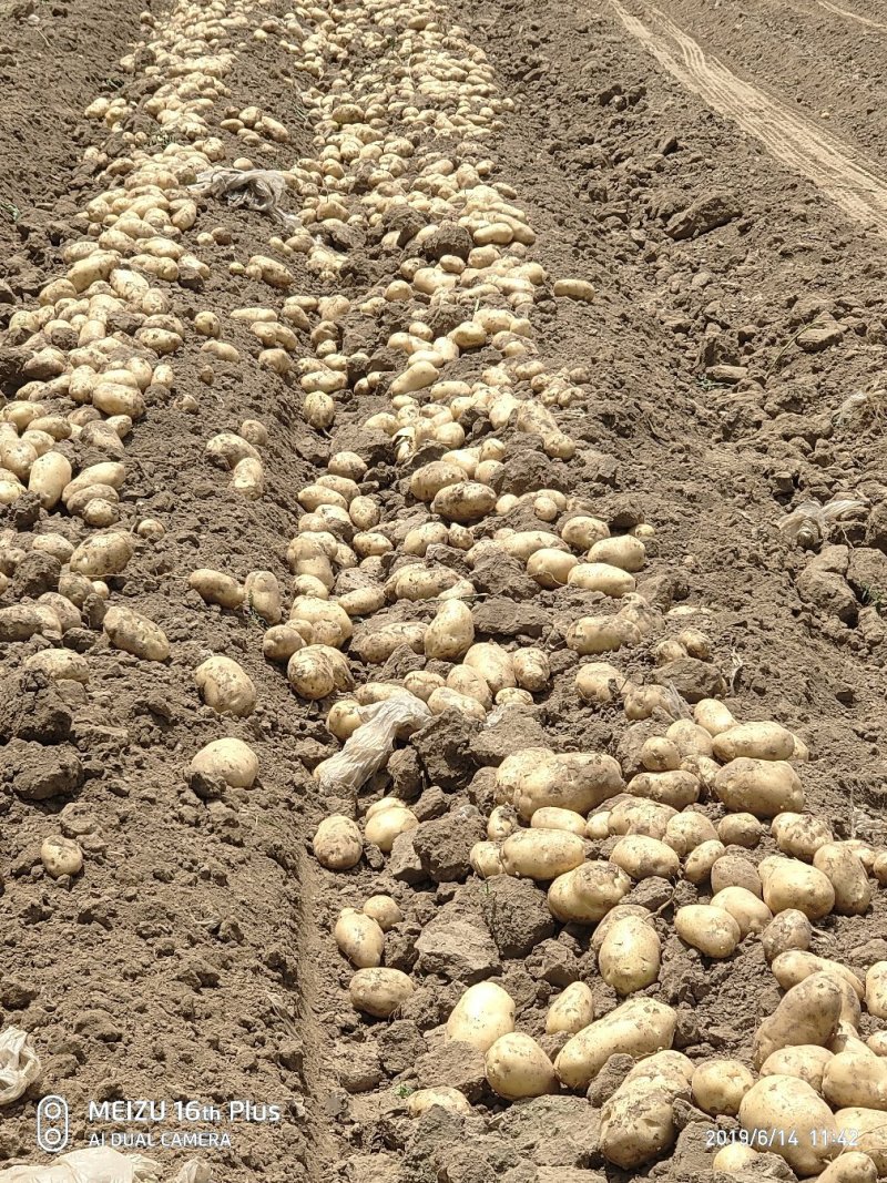 沃土5号产地直供，货源充足，个大形好，全国按单