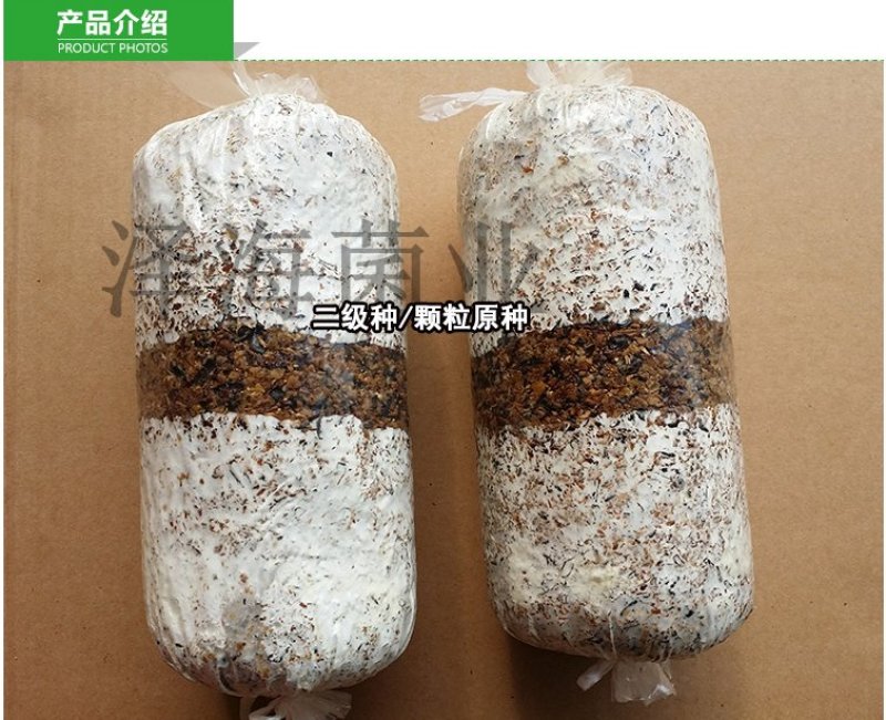 泽海食用菌平菇菌种颗粒种菌种二级种原种接栽培种椴木栽培菌