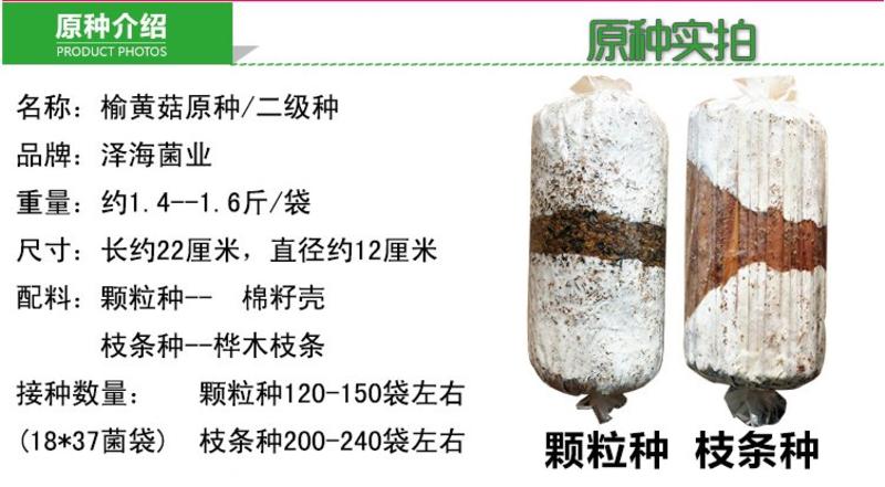 泽海食用菌平菇菌种颗粒种菌种二级种原种接栽培种椴木栽培菌