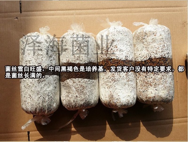 泽海食用菌平菇菌种颗粒种菌种二级种原种接栽培种椴木栽培菌