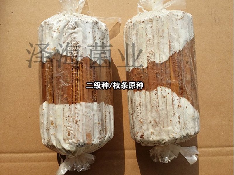 泽海食用菌平菇菌种颗粒种菌种二级种原种接栽培种椴木栽培菌