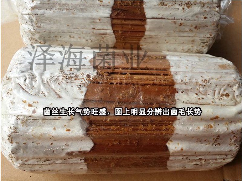 泽海食用菌平菇菌种颗粒种菌种二级种原种接栽培种椴木栽培菌