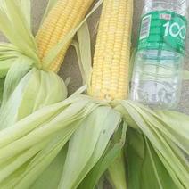 【热卖】湖北甜玉米产地直发，欢迎咨询，品种全，质量好