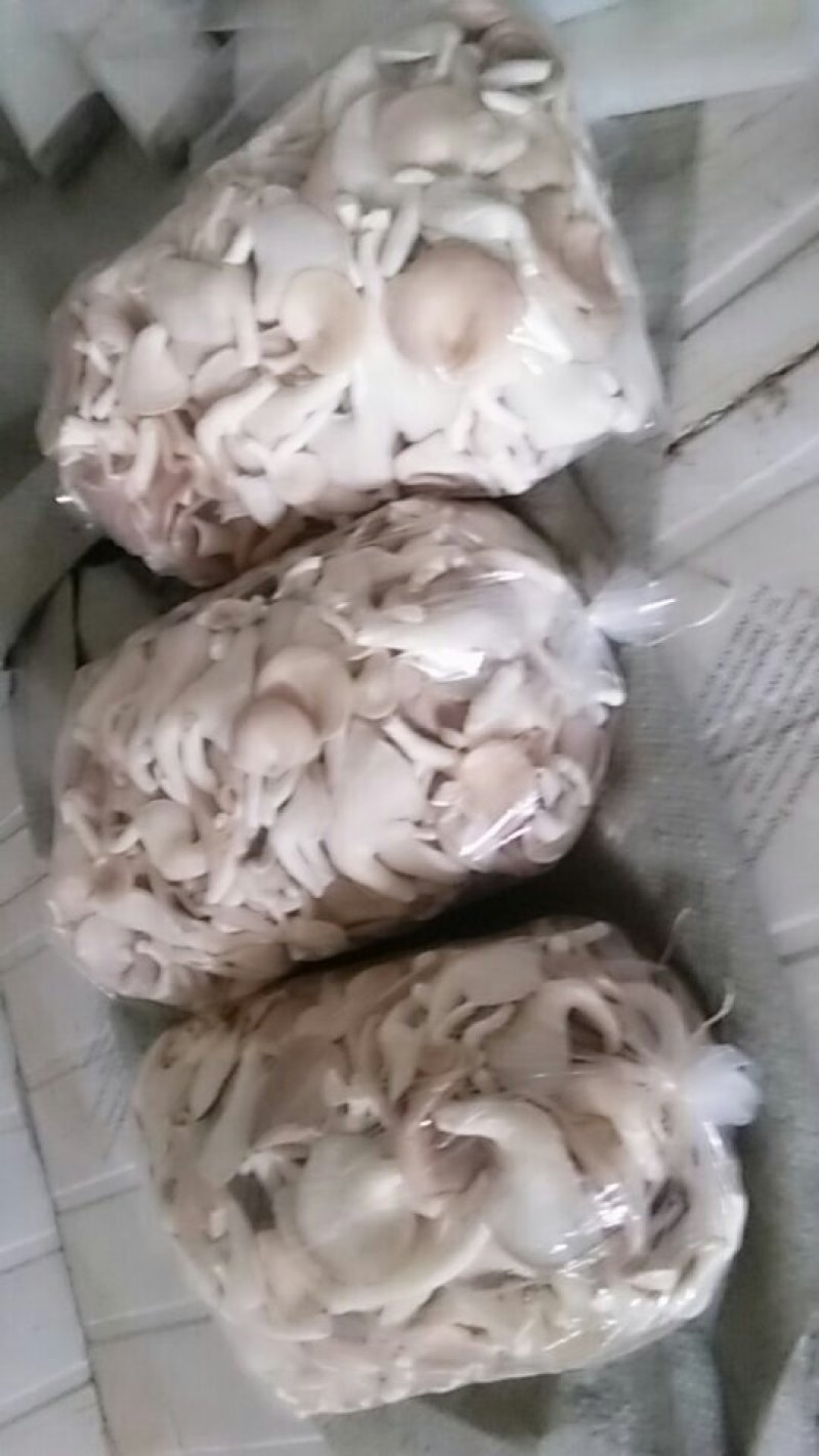 大量供应秀珍菇，平菇