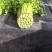 甘肃省定西市毛芹55cm以上
