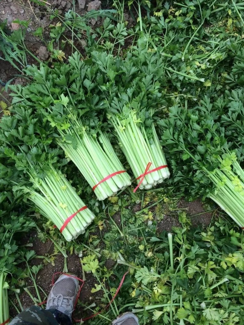 甘肃省定西市毛芹55cm以上