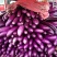 茄子大全【青掰】
