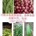 茄子大全【青掰】