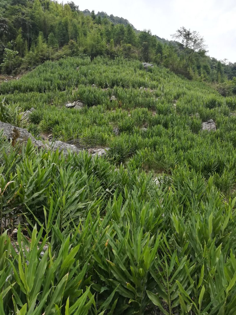 【热卖】洋荷，云南高山早产洋荷，大量上市，质量保证