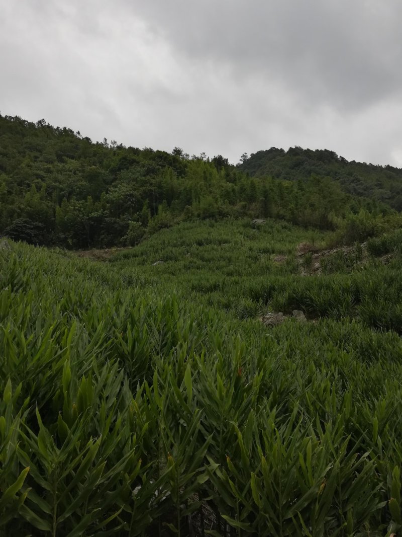 【热卖】洋荷，云南高山早产洋荷，大量上市，质量保证