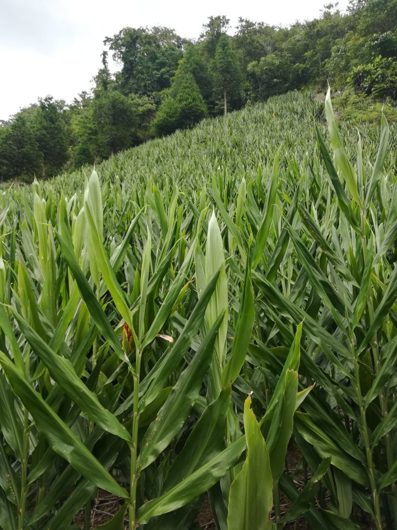 【热卖】洋荷，云南高山早产洋荷，大量上市，质量保证