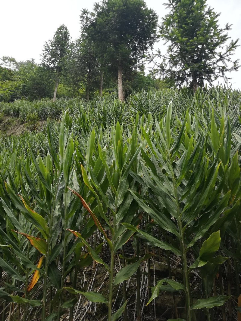 【热卖】洋荷，云南高山早产洋荷，大量上市，质量保证