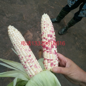 花甜糯玉米