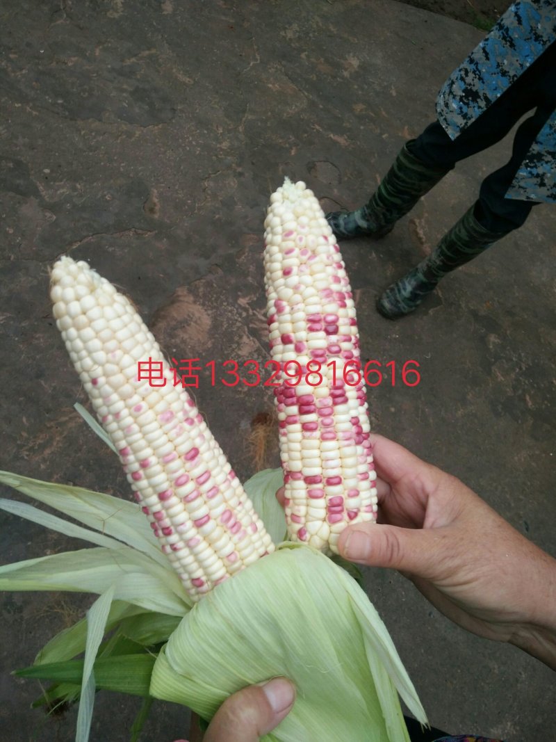花甜糯玉米