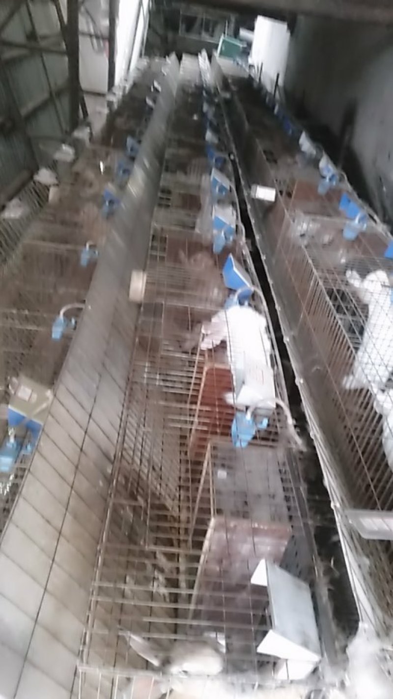 长沙望城佳源兔业