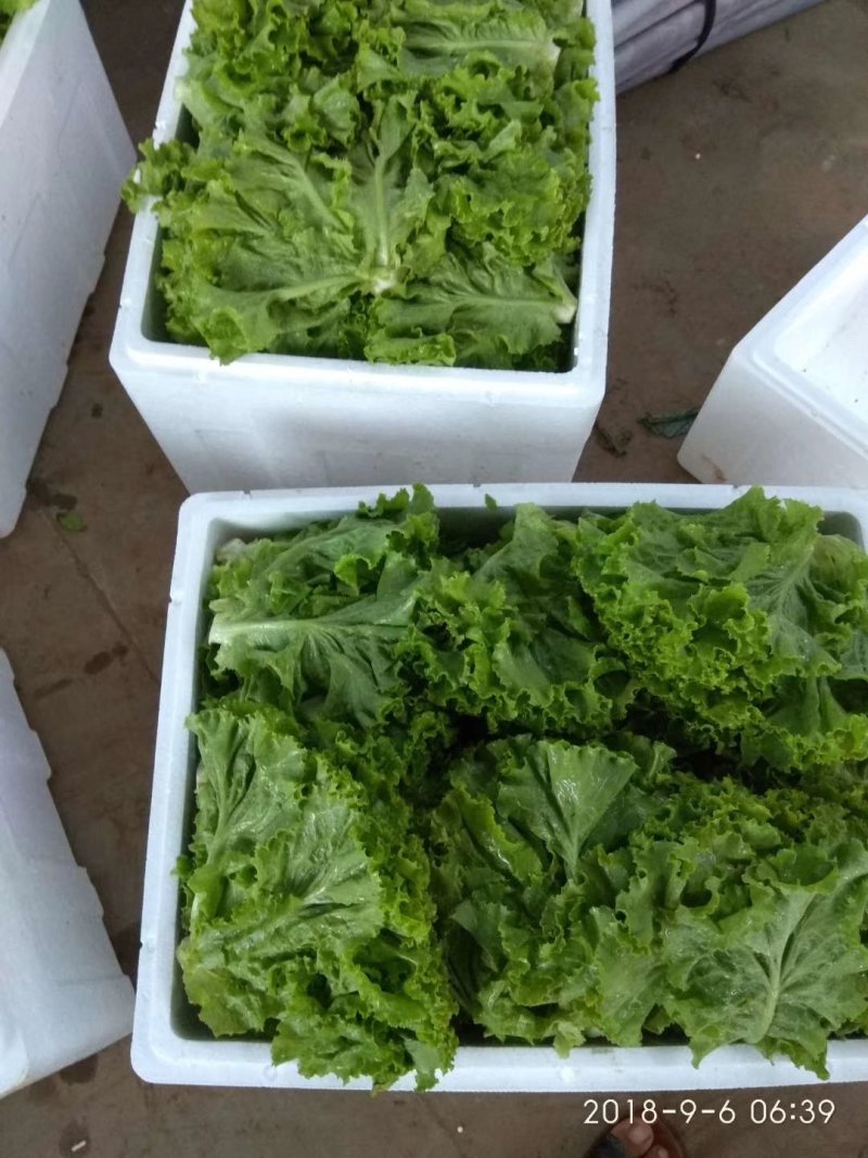【精品】河北生菜万亩基地直发全国供货欢迎咨询长期合作