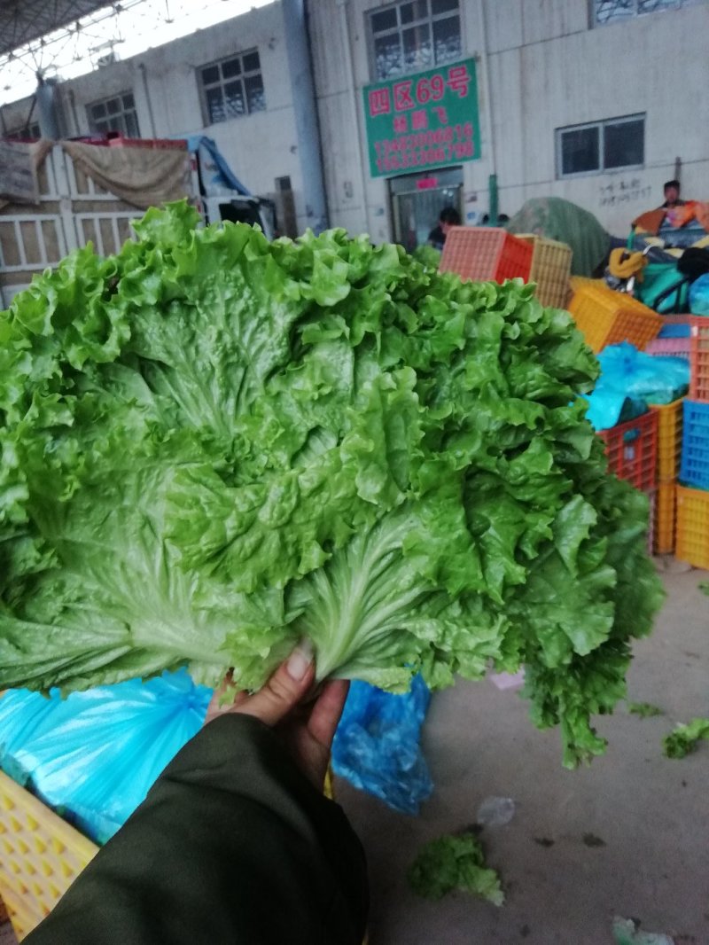 【精品】河北生菜万亩基地直发全国供货欢迎咨询长期合作