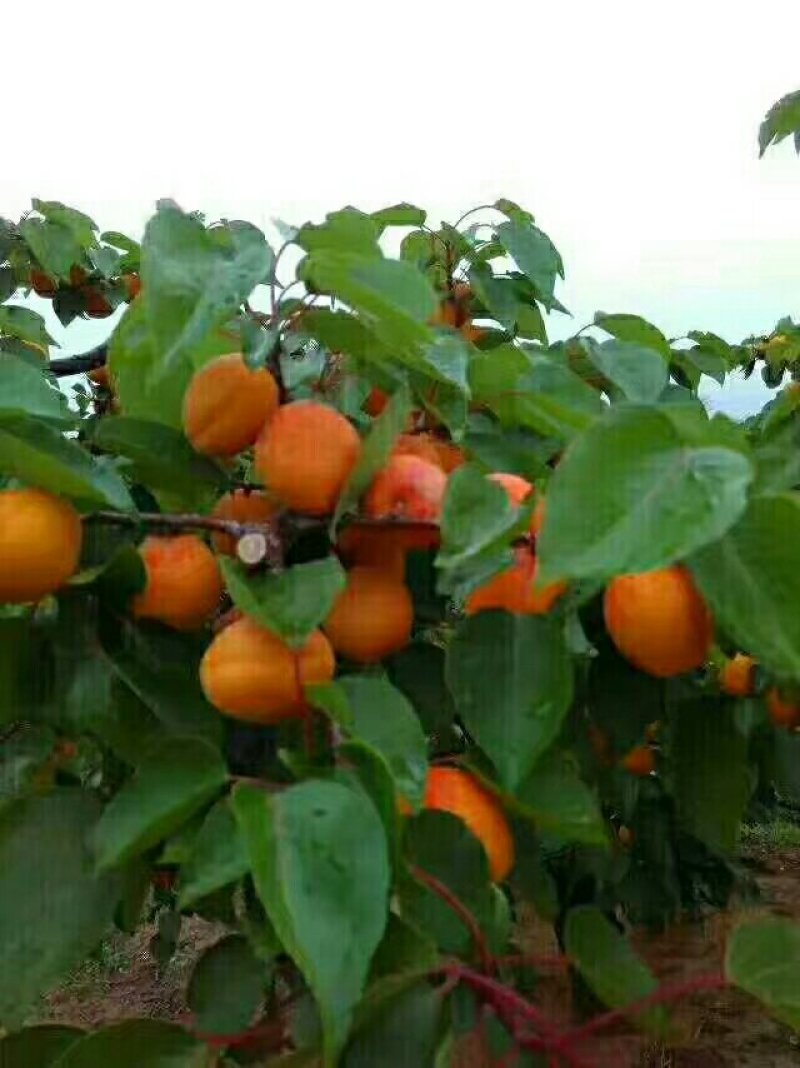 金太阳杏