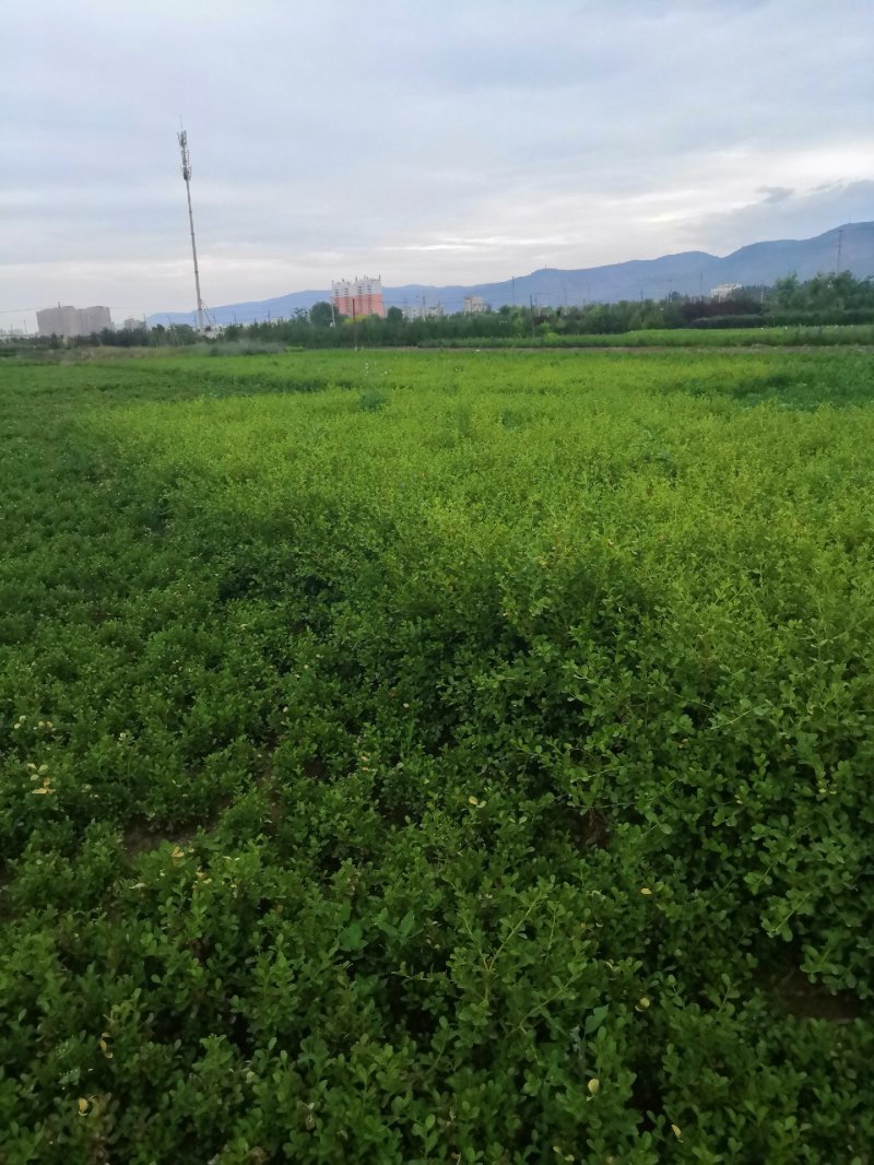 二年小叶黄杨