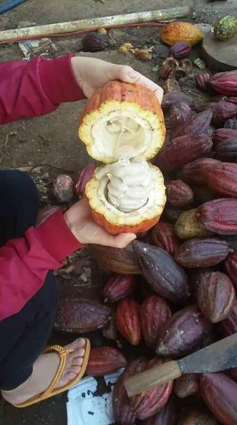 越南可可豆（加奶粉）