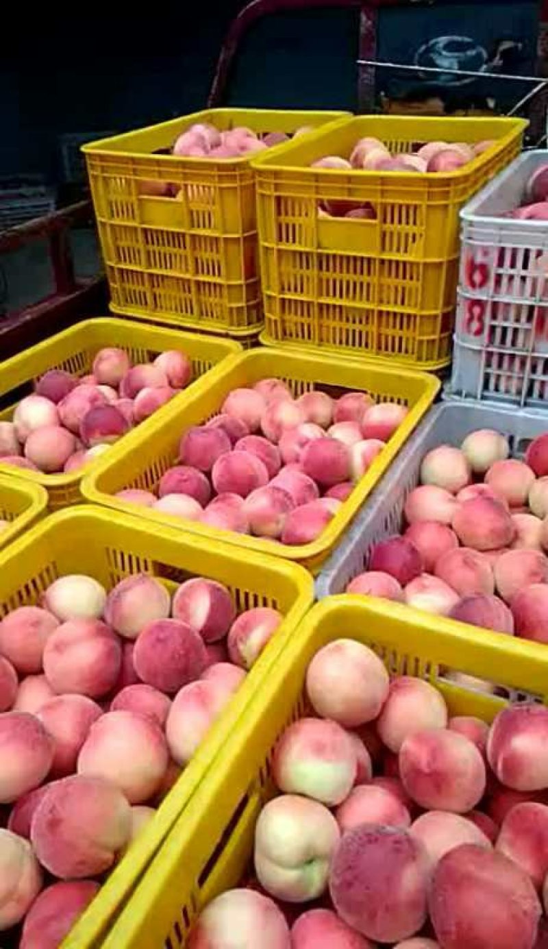 蒙阴蜜桃