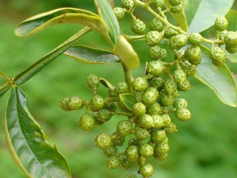 青花椒鲜花椒干花椒大麻椒云南花椒大量上市