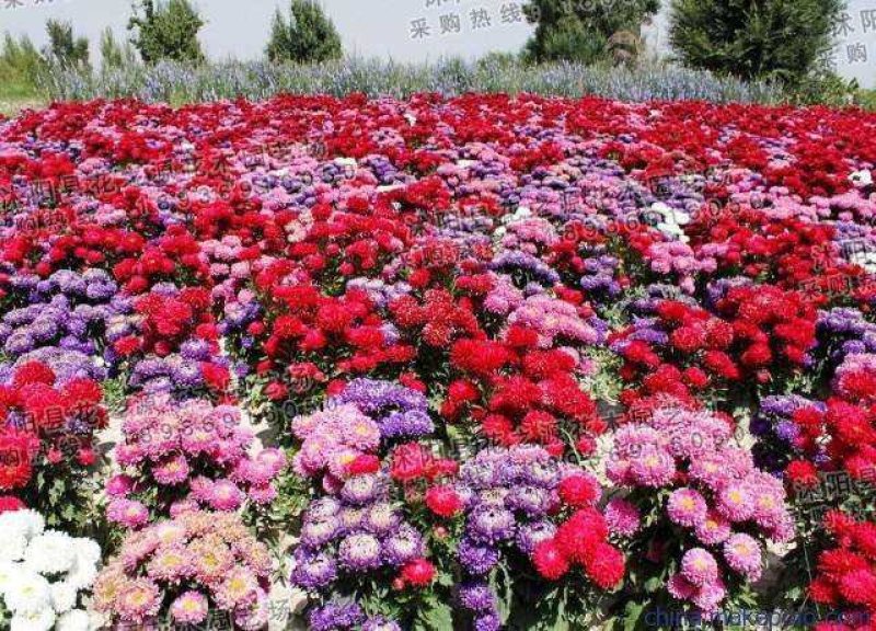 翠菊种子绿化花海专用品种种子公园绿化种子