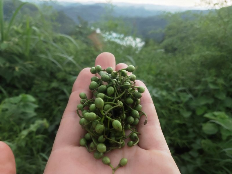 草果，山胡椒，山胡椒酱，山胡椒有，山苍子