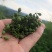 草果，山胡椒，山胡椒酱，山胡椒有，山苍子