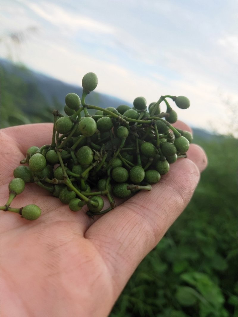 草果，山胡椒，山胡椒酱，山胡椒有，山苍子