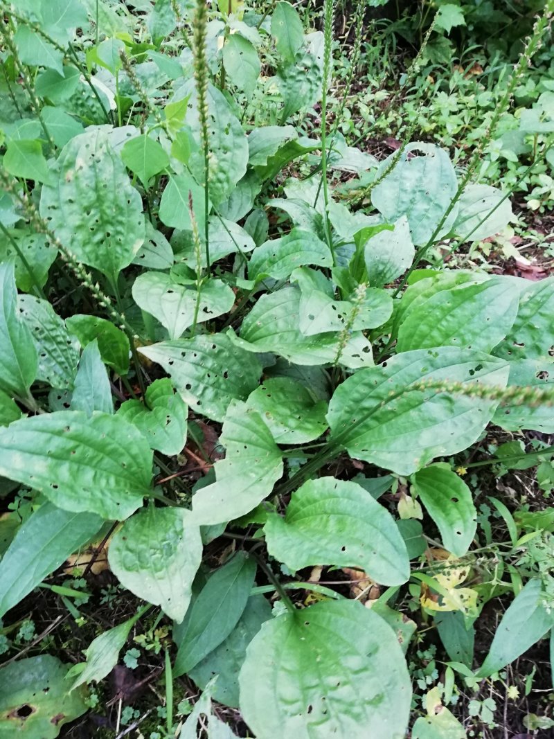 车前草生品干品500克包装