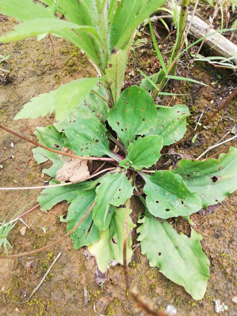 车前草生品干品500克包装